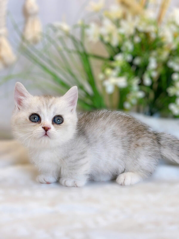 Mèo Anh Lông Ngắn Munchkin Màu Sillver Tabby Cái Mã AN318