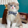 Mèo Anh Lông Ngắn Scottish Fold Tai Cụp Màu Bilillac Đực Mã AN319