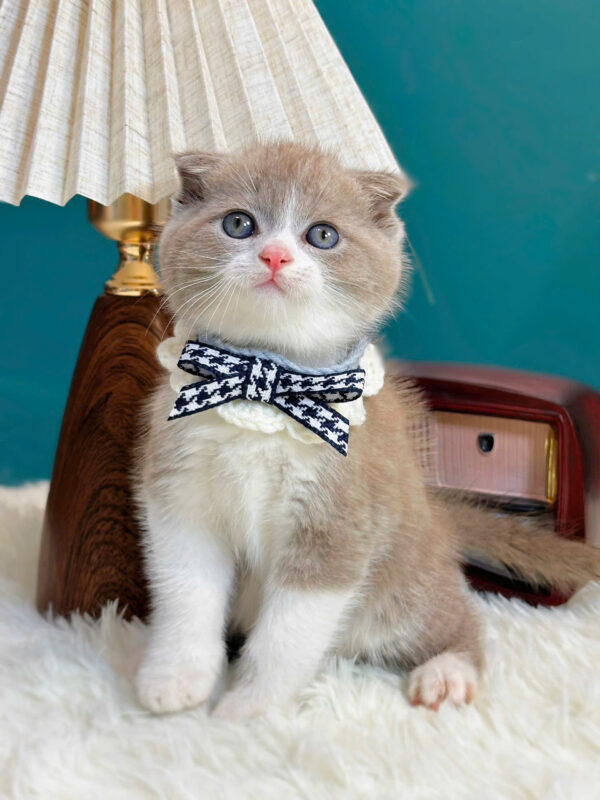 Mèo Anh Lông Ngắn Scottish Fold Tai Cụp Màu Bilillac Đực Mã AN319