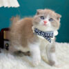 Mèo Anh Lông Ngắn Scottish Fold Tai Cụp Màu Bilillac Đực Mã AN319