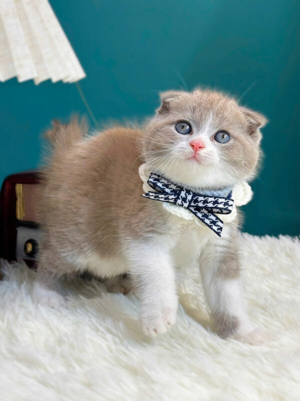 Mèo Anh Lông Ngắn Scottish Fold Tai Cụp Màu Bilillac Đực Mã AN319