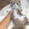 Mèo Anh Lông Ngắn Scottish Fold Tai Cụp Màu Bilillac Đực Mã AN319
