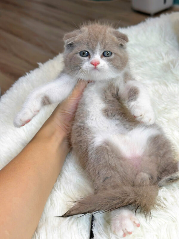 Mèo Anh Lông Ngắn Scottish Fold Tai Cụp Màu Bilillac Đực Mã AN319