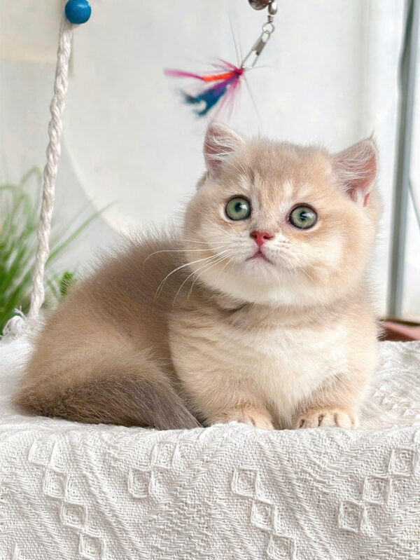 Mèo Anh Lông Ngắn Munchkin Tay Siêu Mập Ú Mặt Bánh Bao Màu Golden Đực Mã AN321