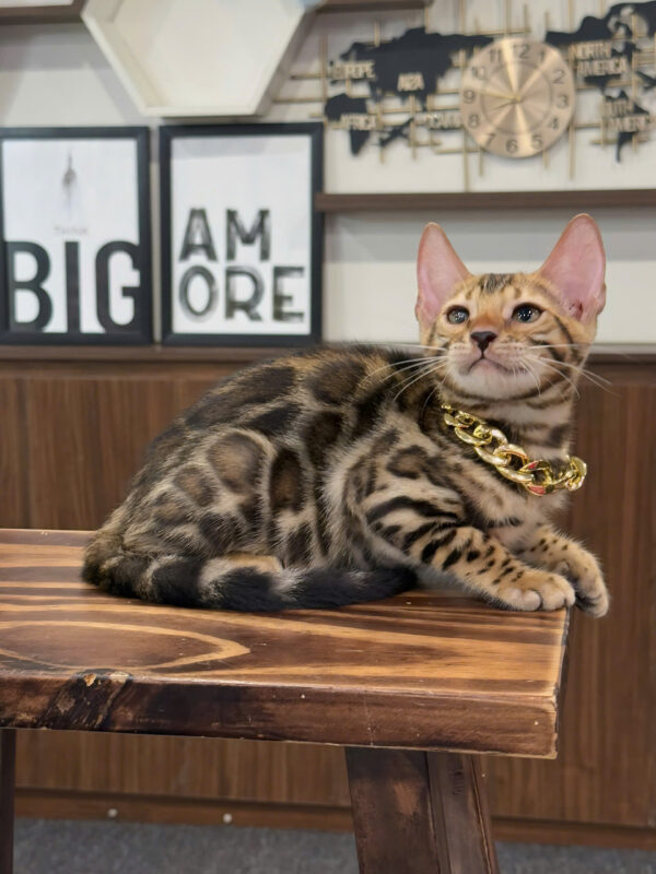 Mèo Bengal Màu Brown Đực Mã BG324