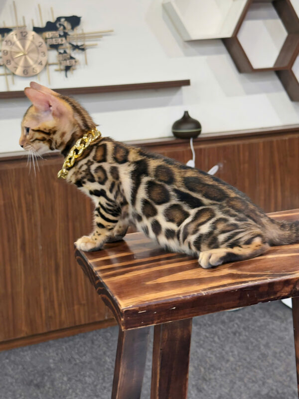 Mèo Bengal Màu Brown Đực Mã BG324