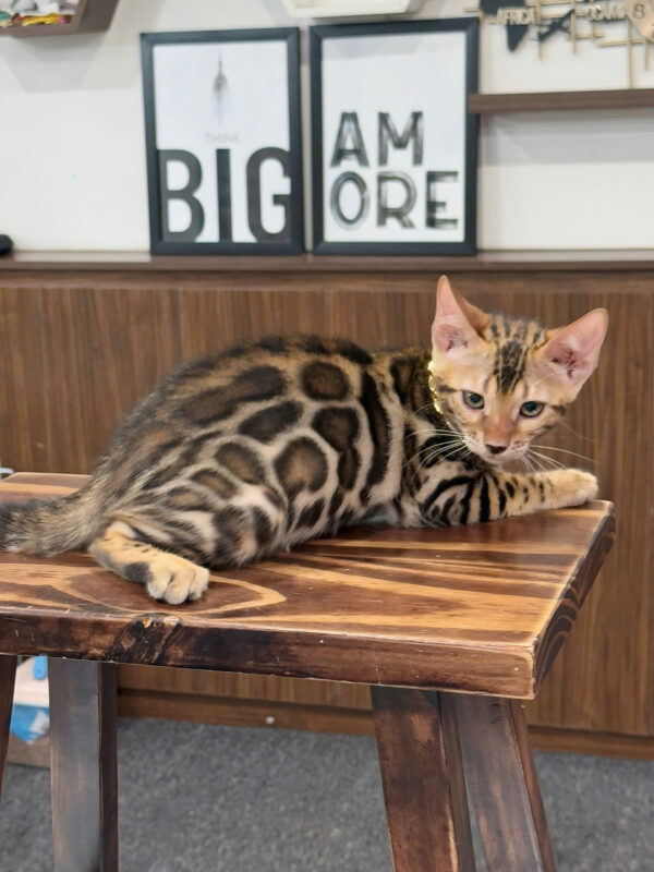 Mèo Bengal Màu Brown Đực Mã BG324