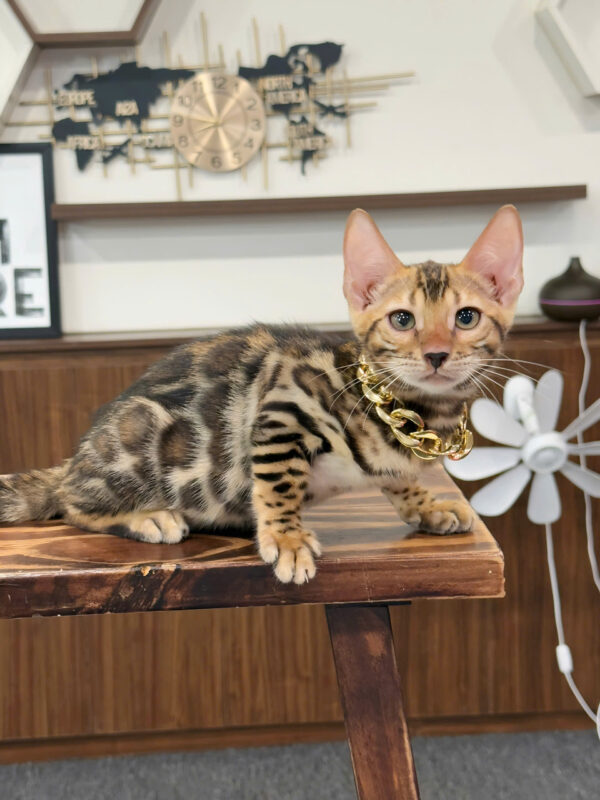Mèo Bengal Màu Brown Cái Mã BG325