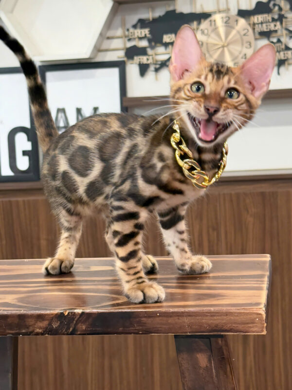 Mèo Bengal Màu Brown Cái Mã BG325