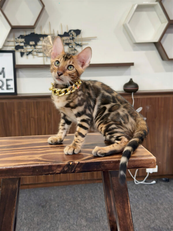 Mèo Bengal Màu Brown Cái Mã BG325