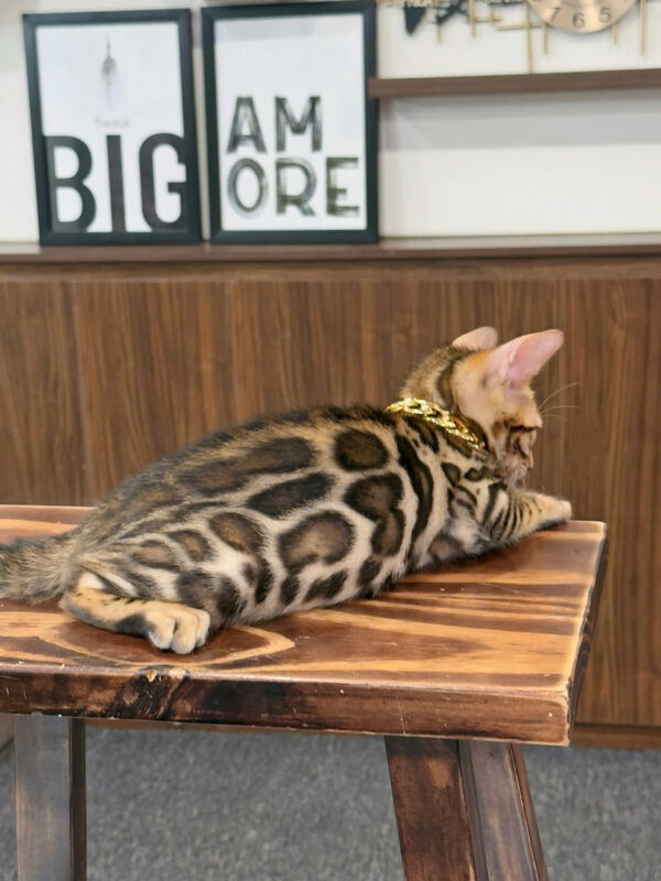 Mèo Bengal Màu Brown Cái Mã BG325