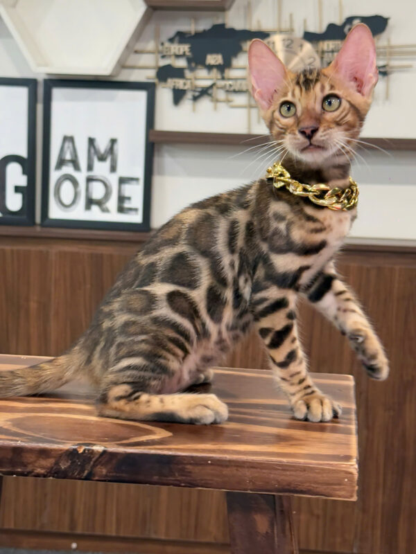 Mèo Bengal Màu Brown Cái Mã BG325