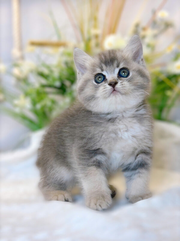 Mèo Anh Lông Ngắn Màu BlueGolden Cái Mã AN326