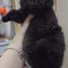 Mèo Anh Lông Ngắn Scottish Fold Tai Cụp Màu Đen Tuyền Đực Mã AN327