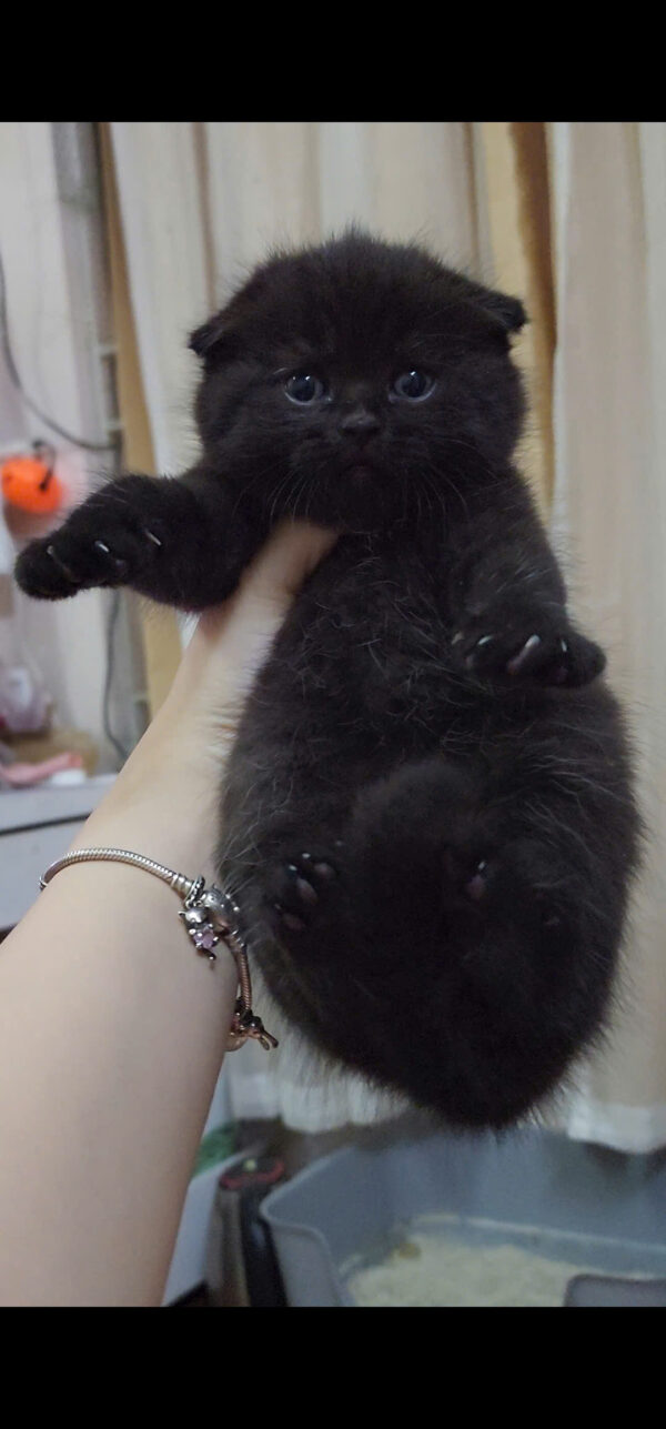 Mèo Anh Lông Ngắn Scottish Fold Tai Cụp Màu Đen Tuyền Đực Mã AN327
