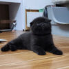 Mèo Anh Lông Ngắn Scottish Fold Tai Cụp Màu Đen Tuyền Đực Mã AN327