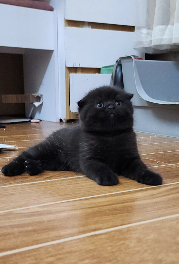 Mèo Anh Lông Ngắn Scottish Fold Tai Cụp Màu Đen Tuyền Đực Mã AN327