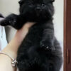 Mèo Anh Lông Ngắn Scottish Fold Tai Cụp Màu Đen Tuyền Đực Mã AN327