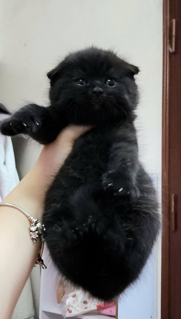 Mèo Anh Lông Ngắn Scottish Fold Tai Cụp Màu Đen Tuyền Đực Mã AN327