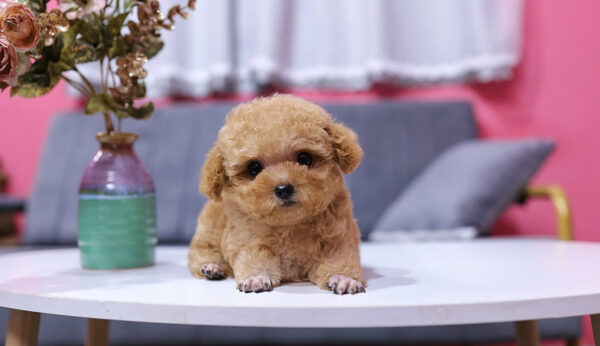 Chó Poodle Size Tiny Chân Ngắn Mỏ Ngắn Màu Vàng Mơ Siêu Xinh Mã PD330