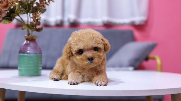 Chó Poodle Size Tiny Chân Ngắn Mỏ Ngắn Màu Vàng Mơ Siêu Xinh Mã PD330