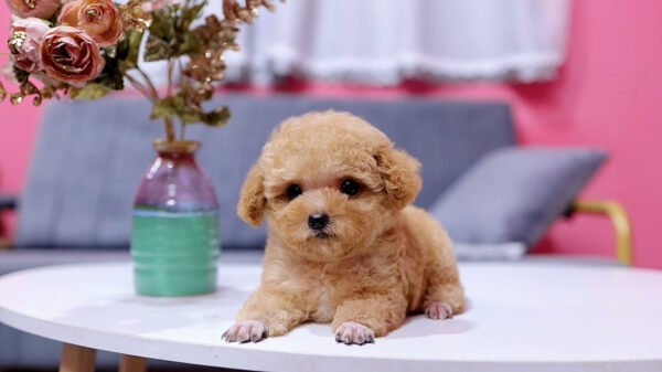 Chó Poodle Size Tiny Chân Ngắn Mỏ Ngắn Màu Vàng Mơ Siêu Xinh Mã PD330