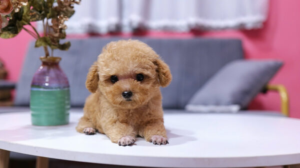 Chó Poodle Size Tiny Chân Ngắn Mỏ Ngắn Màu Vàng Mơ Siêu Xinh Mã PD330