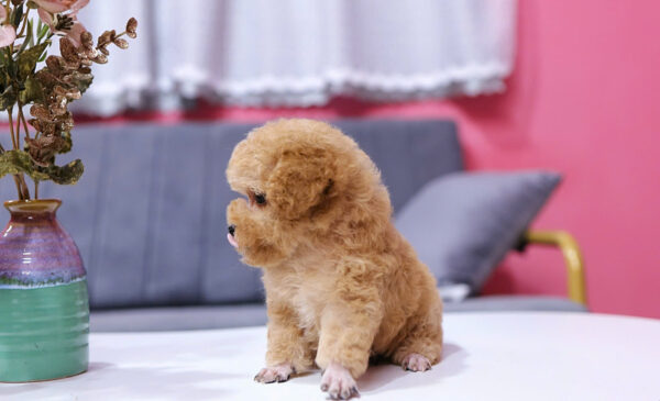 Chó Poodle Size Tiny Chân Ngắn Mỏ Ngắn Màu Vàng Mơ Siêu Xinh Mã PD330