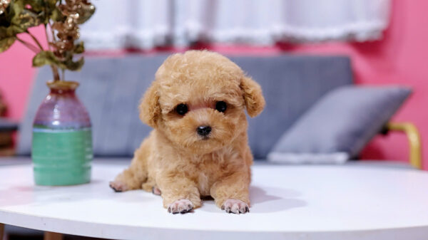 Chó Poodle Size Tiny Chân Ngắn Mỏ Ngắn Màu Vàng Mơ Siêu Xinh Mã PD330