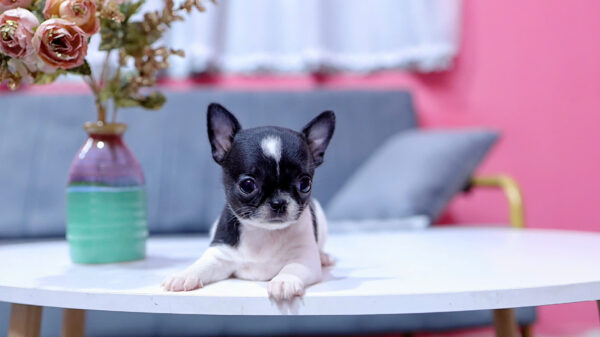 Chó Chihuahua Màu Bò Sữa Cái Mã CH331