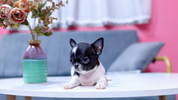 Chó Chihuahua Màu Bò Sữa Cái Mã CH331