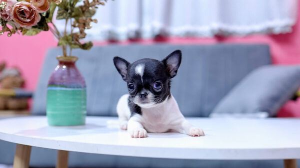 Chó Chihuahua Màu Bò Sữa Cái Mã CH331