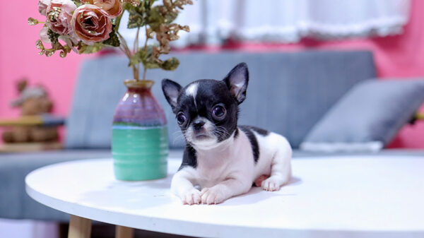 Chó Chihuahua Màu Bò Sữa Cái Mã CH331