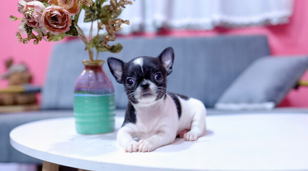 Chó Chihuahua Màu Bò Sữa Cái Mã CH331