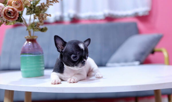 Chó Chihuahua Màu Bò Sữa Cái Mã CH331