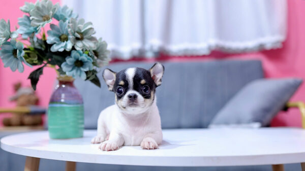 Chó Chihuahua Màu Bò Sữa Đực Mã CH332