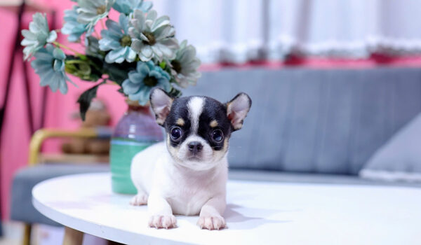 Chó Chihuahua Màu Bò Sữa Đực Mã CH332