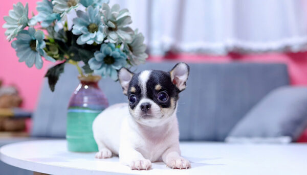 Chó Chihuahua Màu Bò Sữa Đực Mã CH332