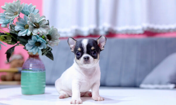 Chó Chihuahua Màu Bò Sữa Đực Mã CH332