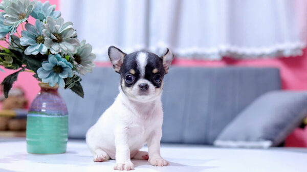 Chó Chihuahua Màu Bò Sữa Đực Mã CH332