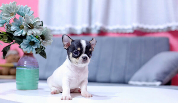 Chó Chihuahua Màu Bò Sữa Đực Mã CH332