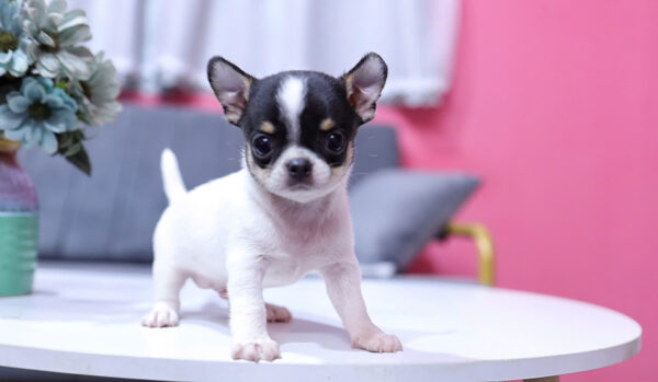 Chó Chihuahua Màu Bò Sữa Đực Mã CH332