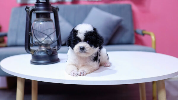 Chó Poodle Màu Bò Sữa Size Tiny Cái Mã PD333