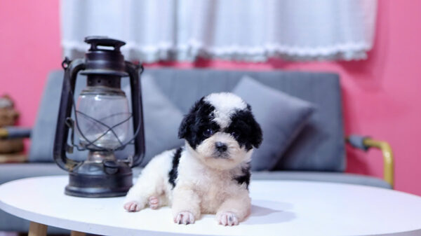 Chó Poodle Màu Bò Sữa Size Tiny Cái Mã PD333