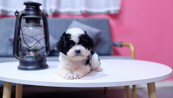 Chó Poodle Màu Bò Sữa Size Tiny Cái Mã PD333