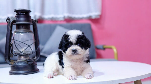Chó Poodle Màu Bò Sữa Size Tiny Cái Mã PD333