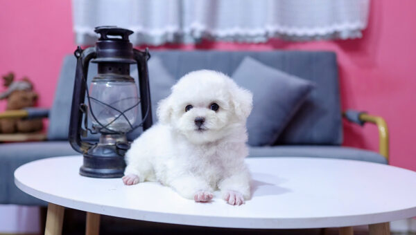 Chó Poodle Màu Trắng Size Tiny Đực Mã PD334