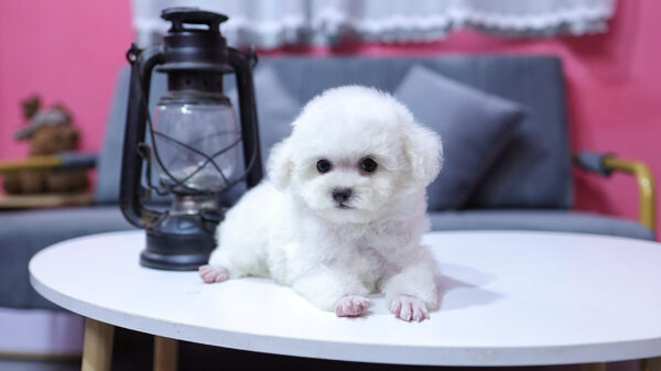 Chó Poodle Màu Trắng Size Tiny Đực Mã PD334