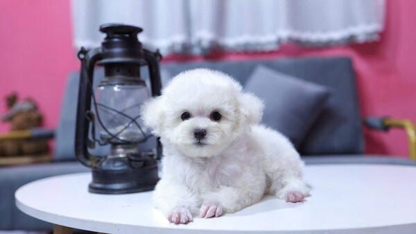 Chó Poodle Màu Trắng Size Tiny Đực Mã PD334