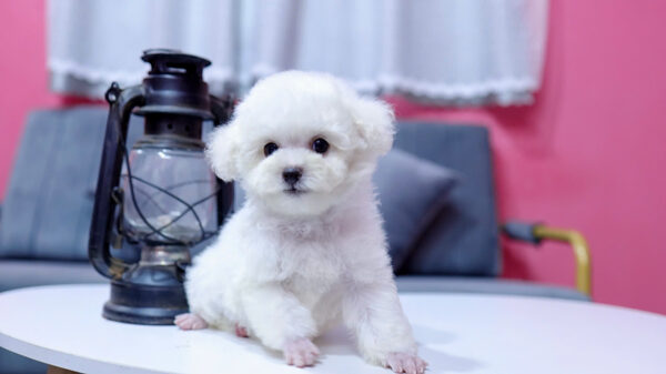 Chó Poodle Màu Trắng Size Tiny Đực Mã PD334